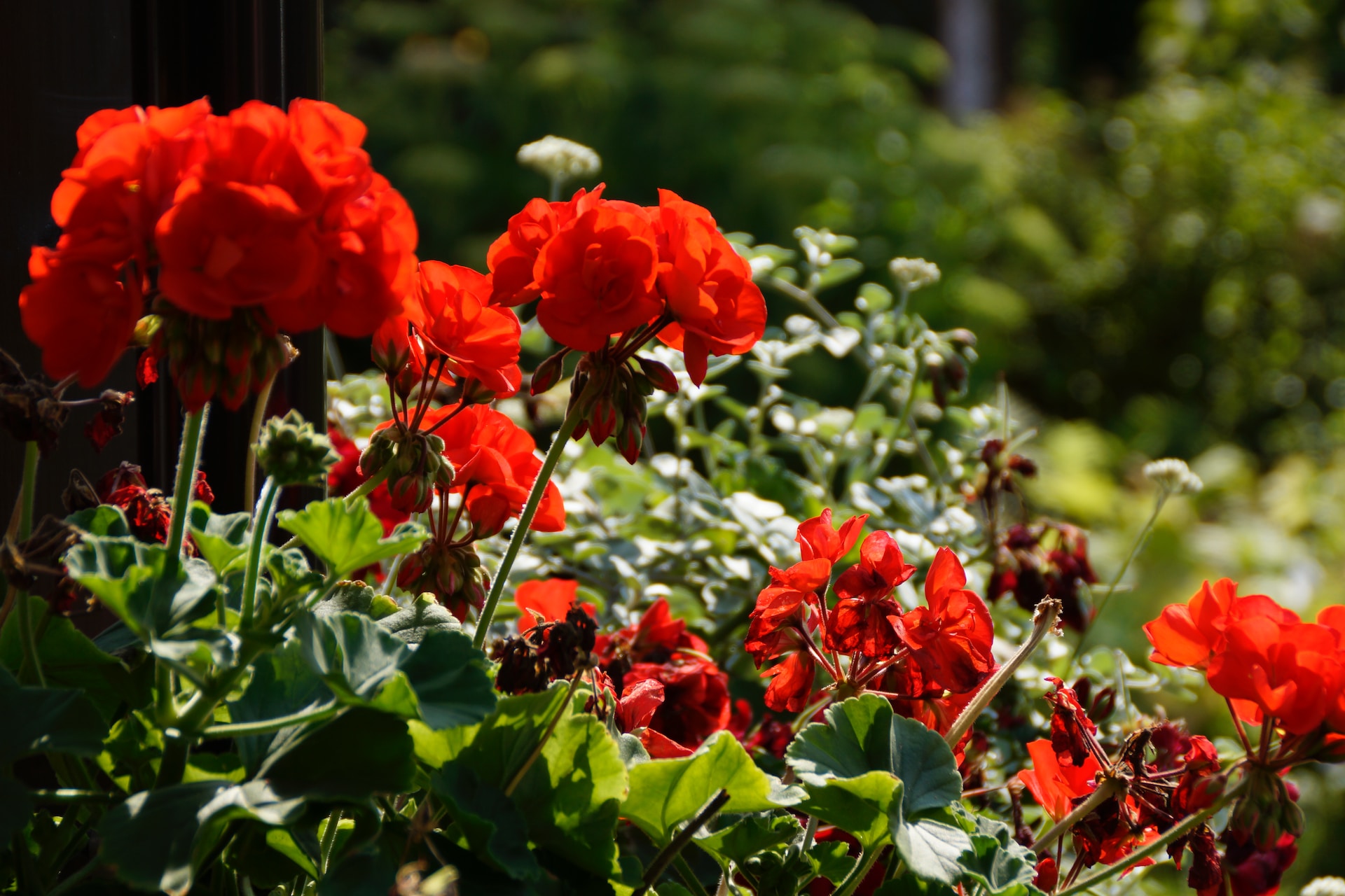 How to Propagate Geranium Cuttings