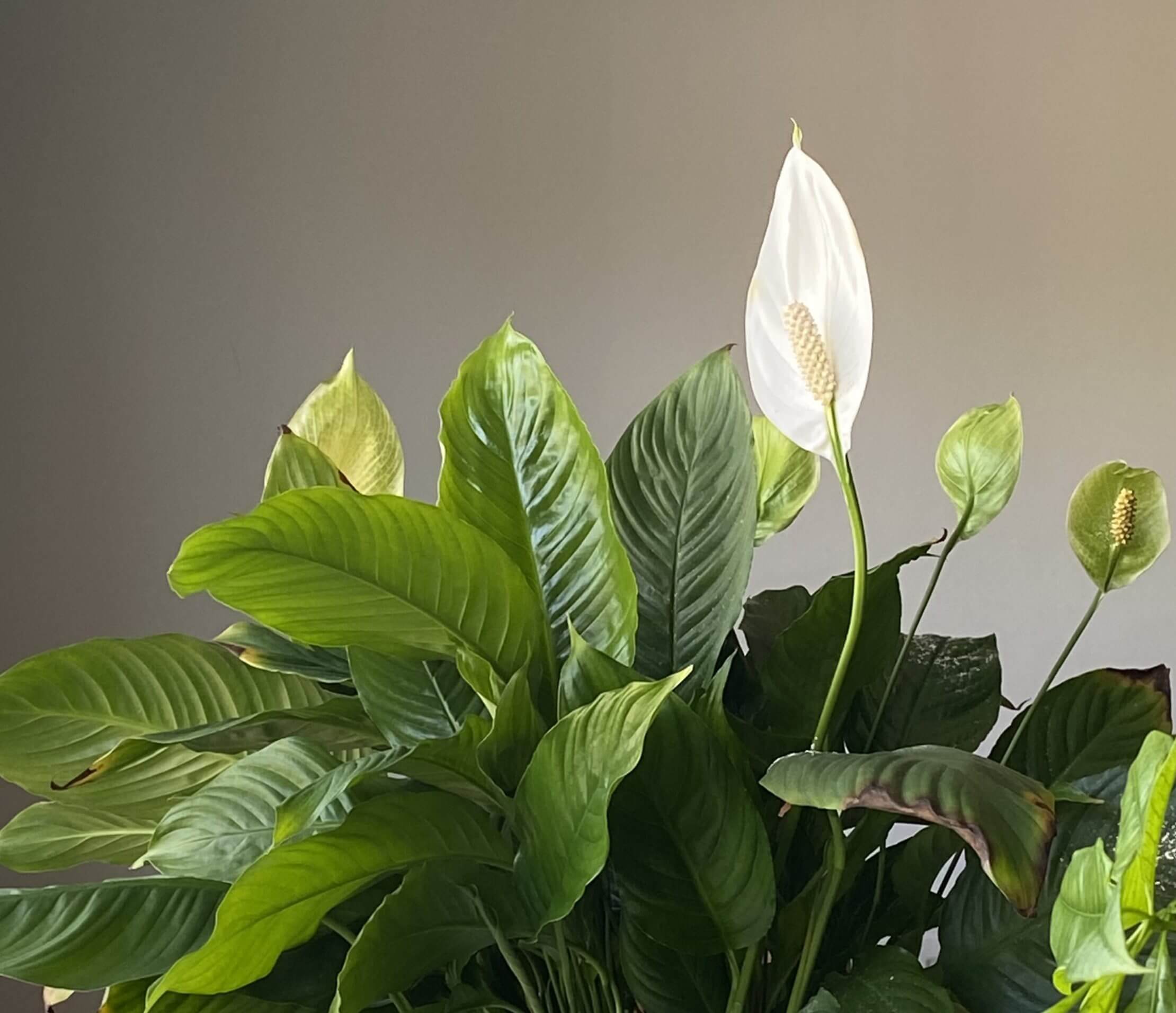 A Blooming Guide: Peace Lily Not Flowering?