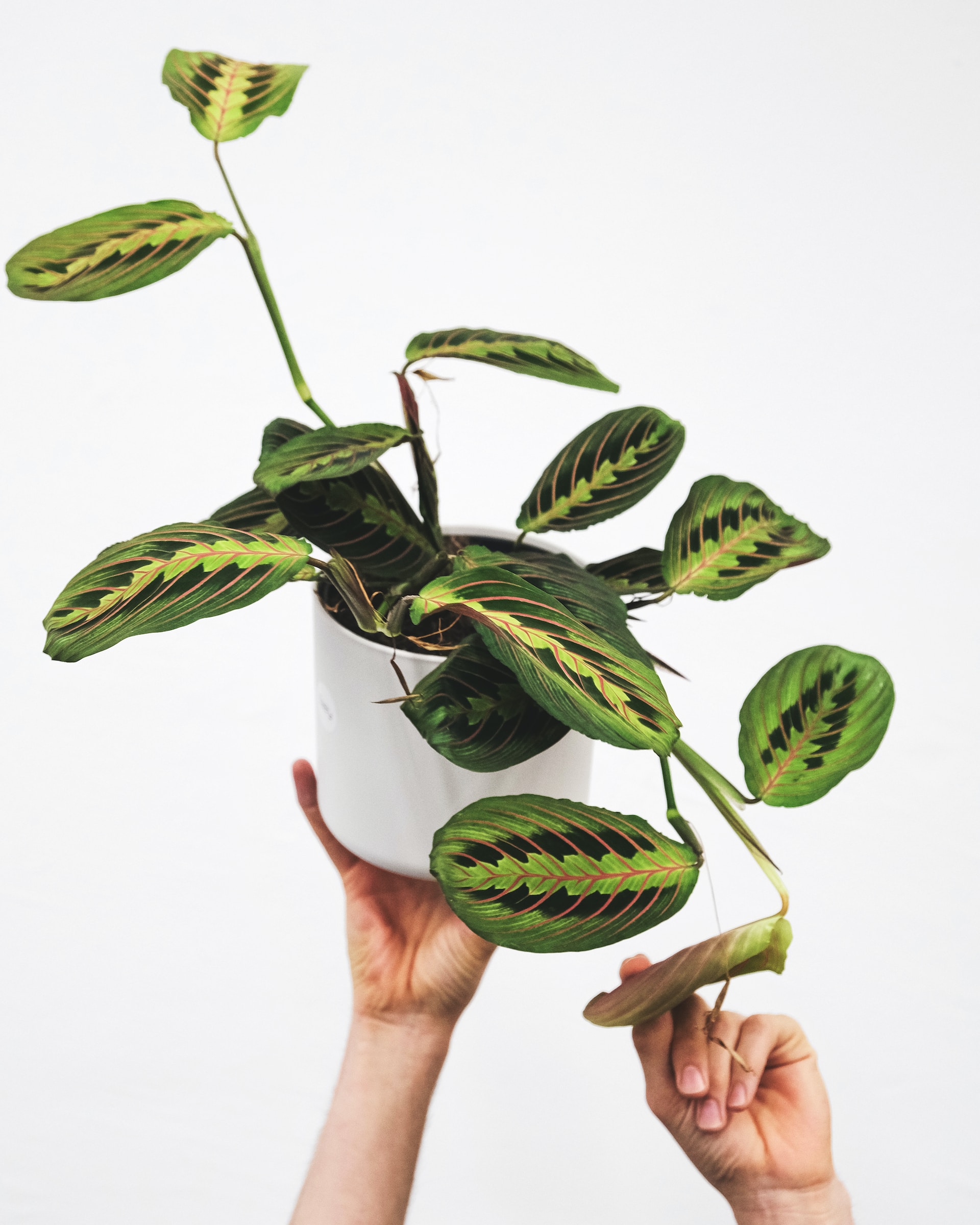 How to Propagate Prayer Plant