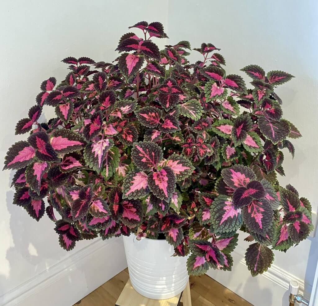 coleus plant image