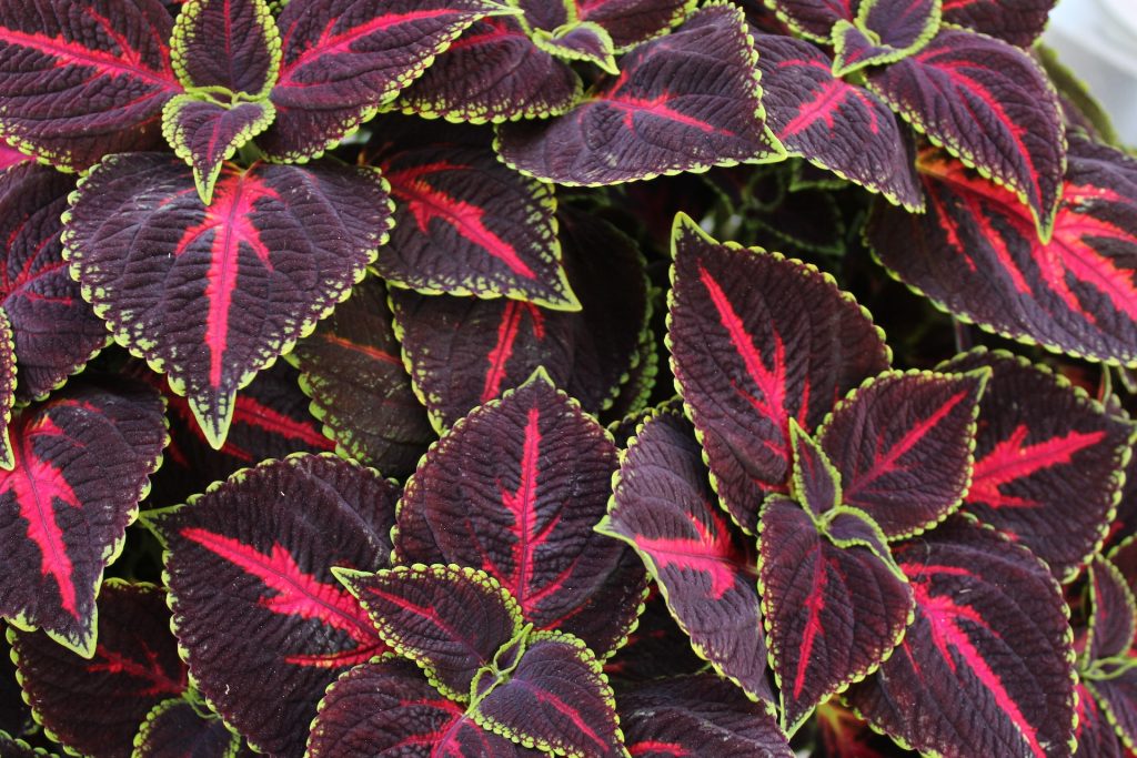 Coleus plant