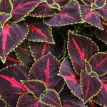 Coleus plant