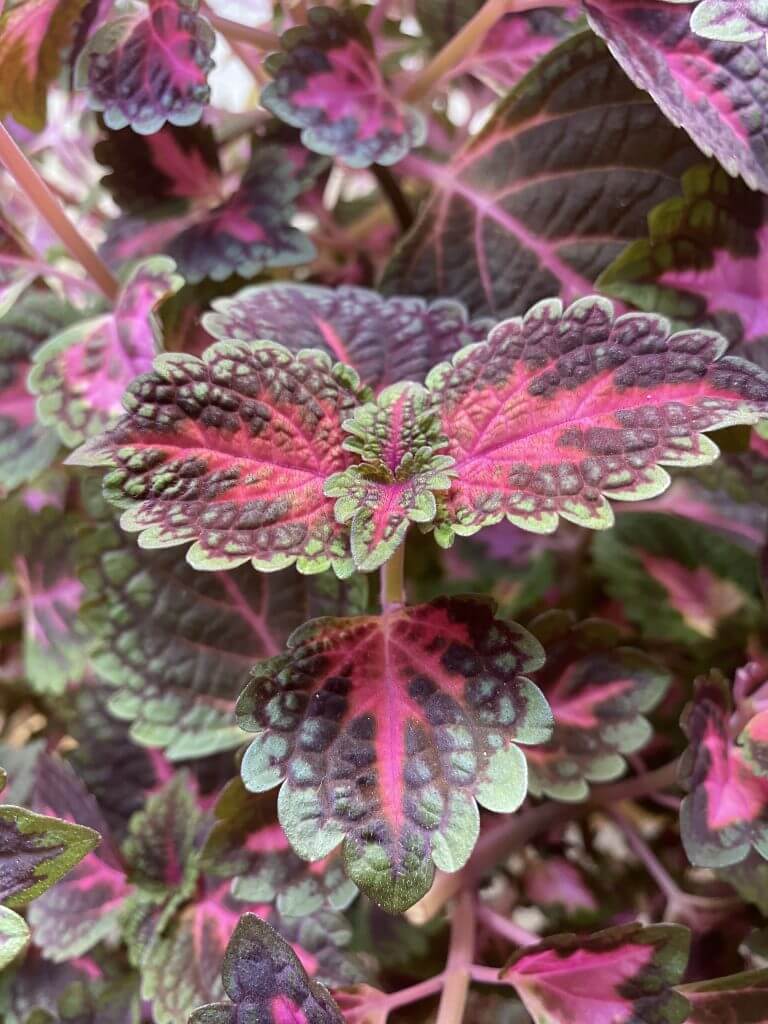 coleus plant image