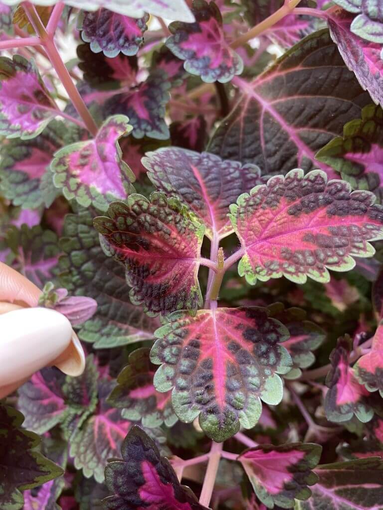 coleus plant image