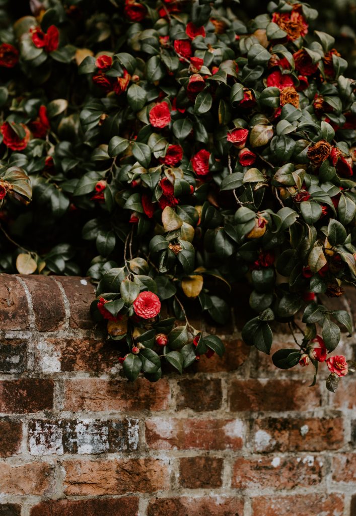 Camellia plant image