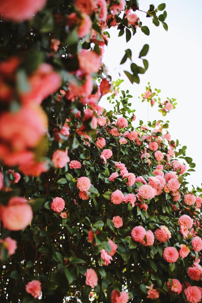 Camellia plant image