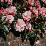 camellia plant