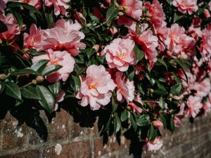 camellia plant