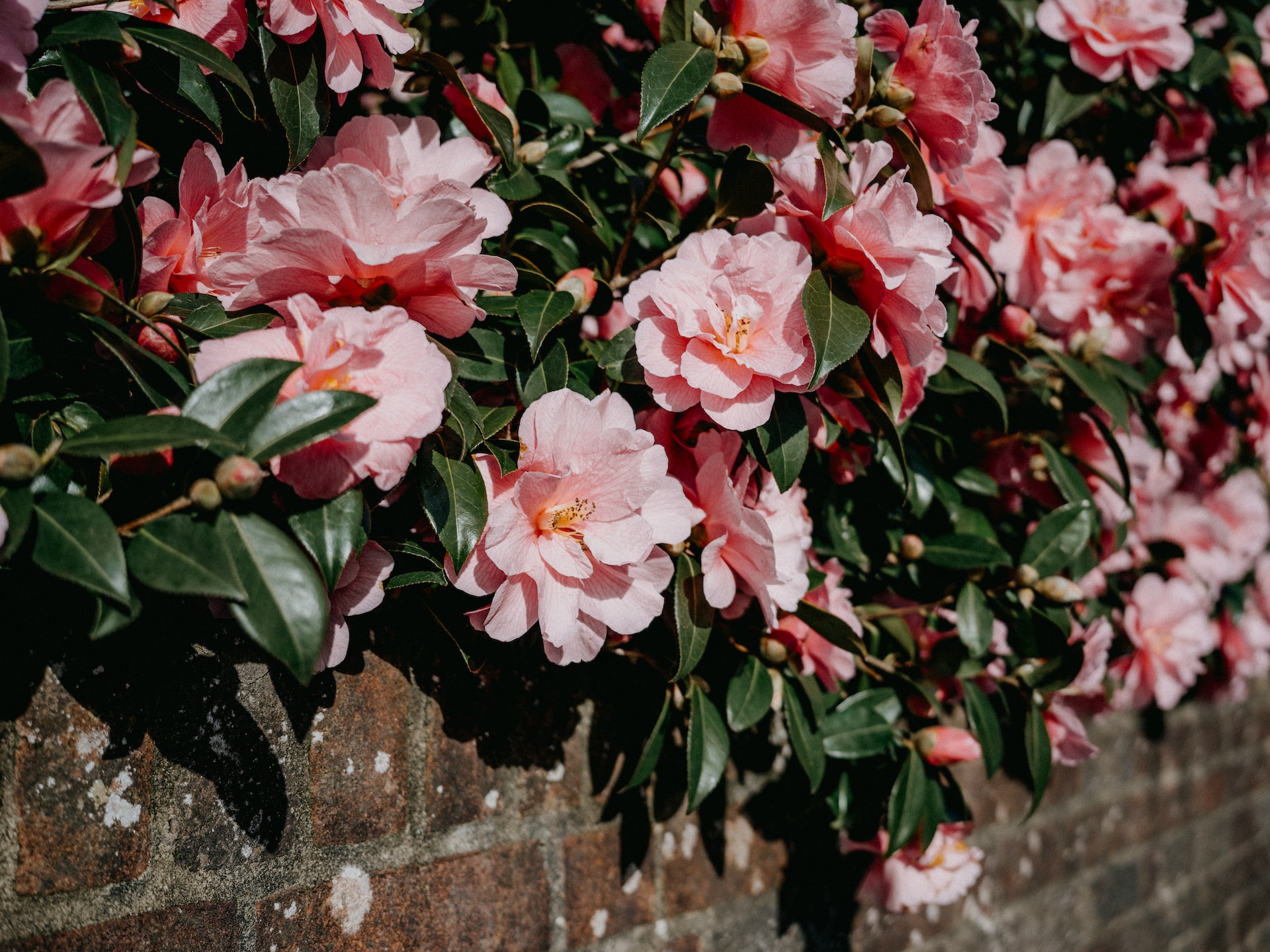 A Guide to Pruning Camellias in Summer