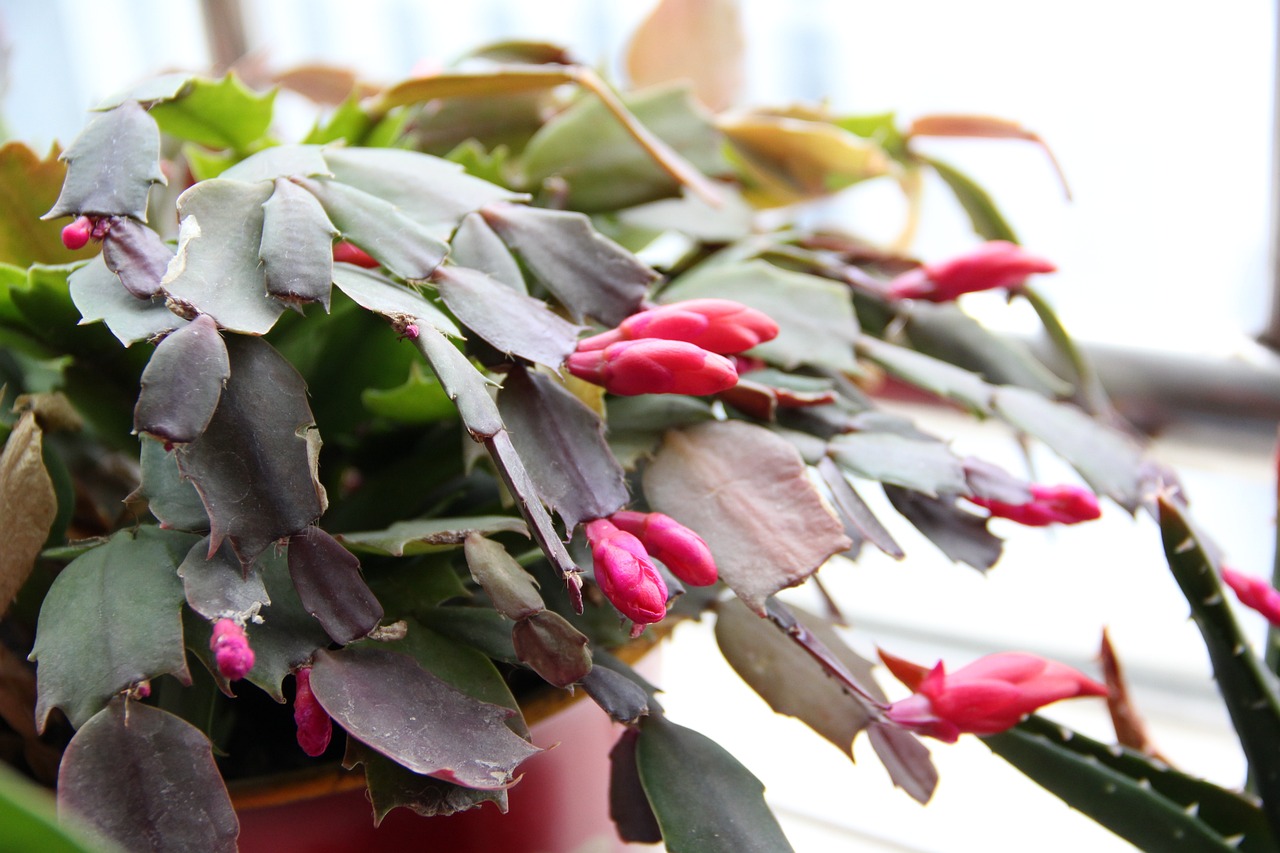 How To Propagate Christmas Cactus Cuttings