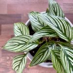 Calathea