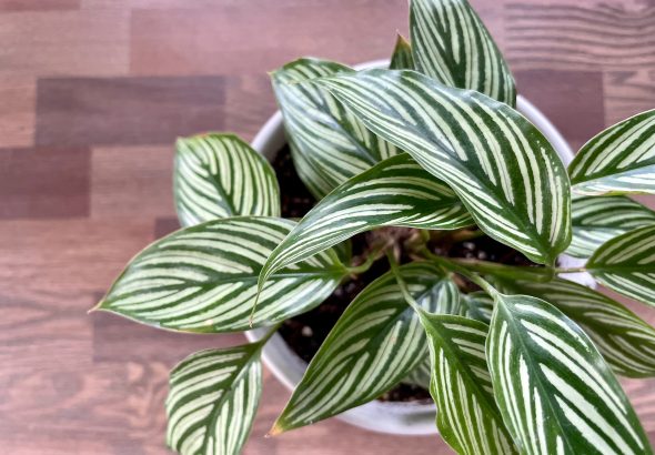 Calathea