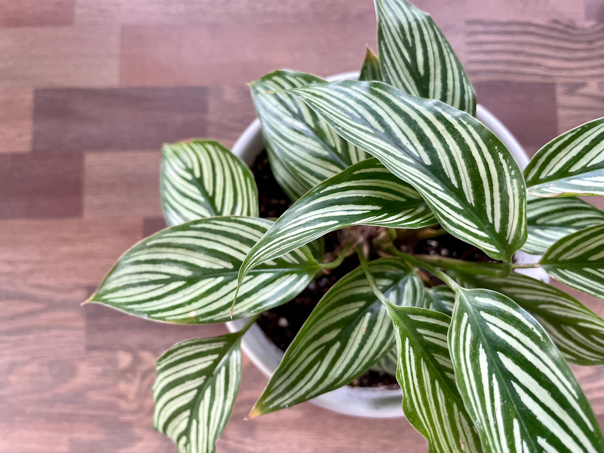 A Guide to Cultivating and Nurturing Calathea Plants Indoors