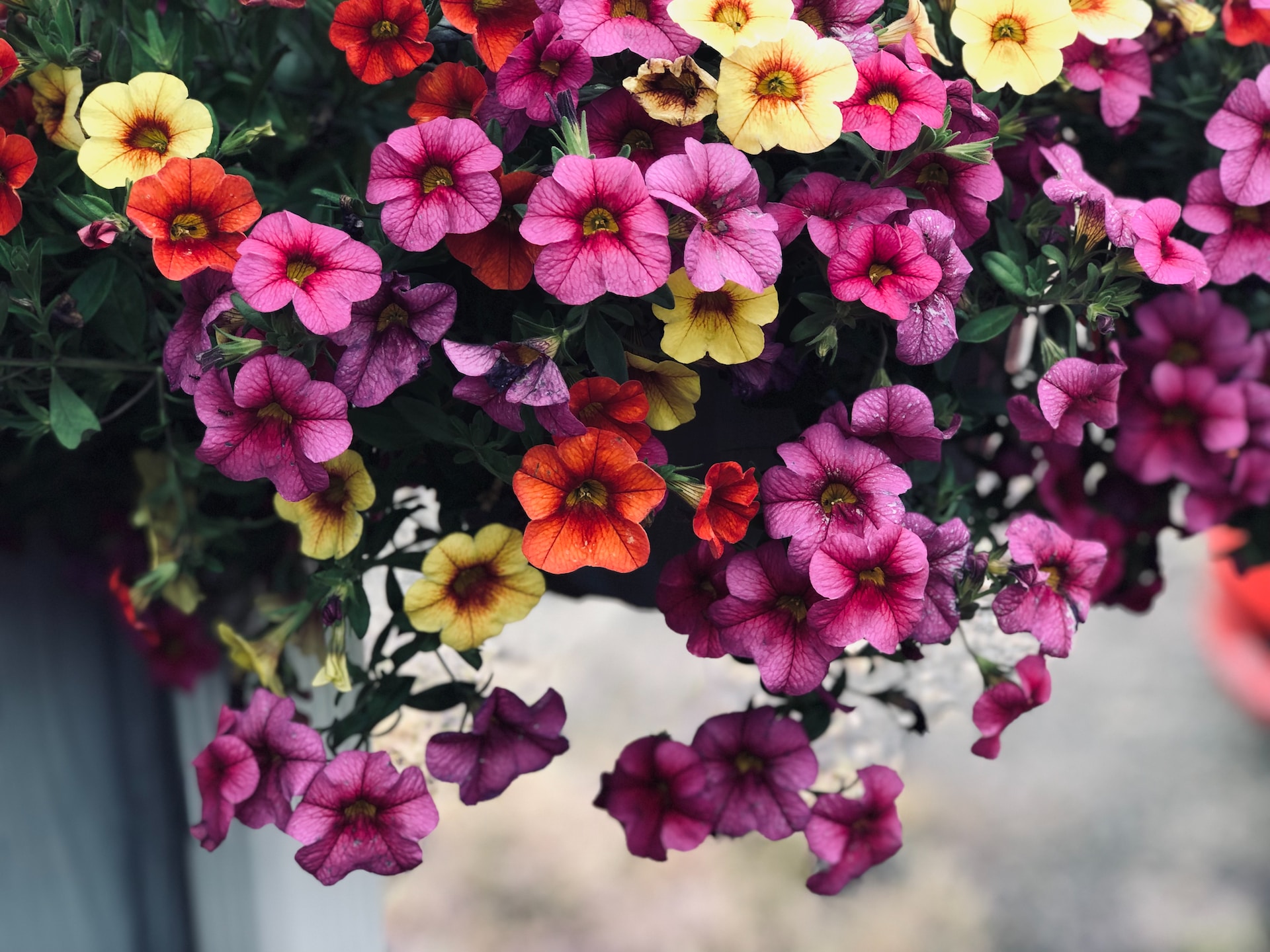 Petunias Summer Care: Keeping Your Garden Blooming