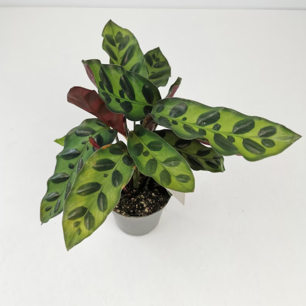 Calathea Lancifolia Insignis Rattlesnake plant