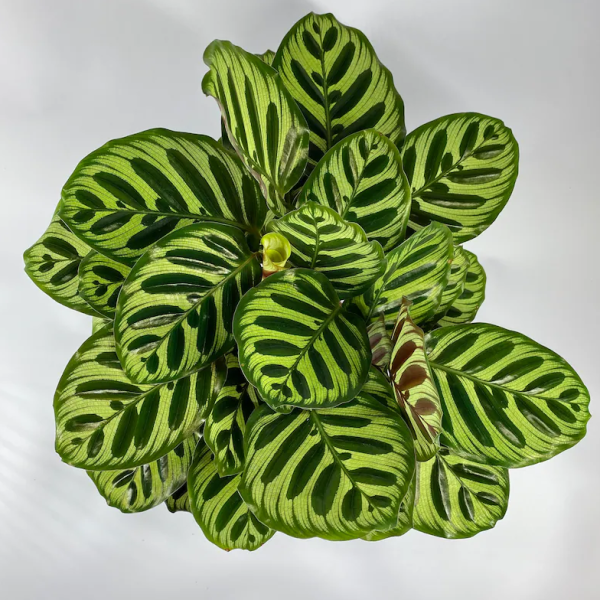 Calathea Makoyana Houseplant