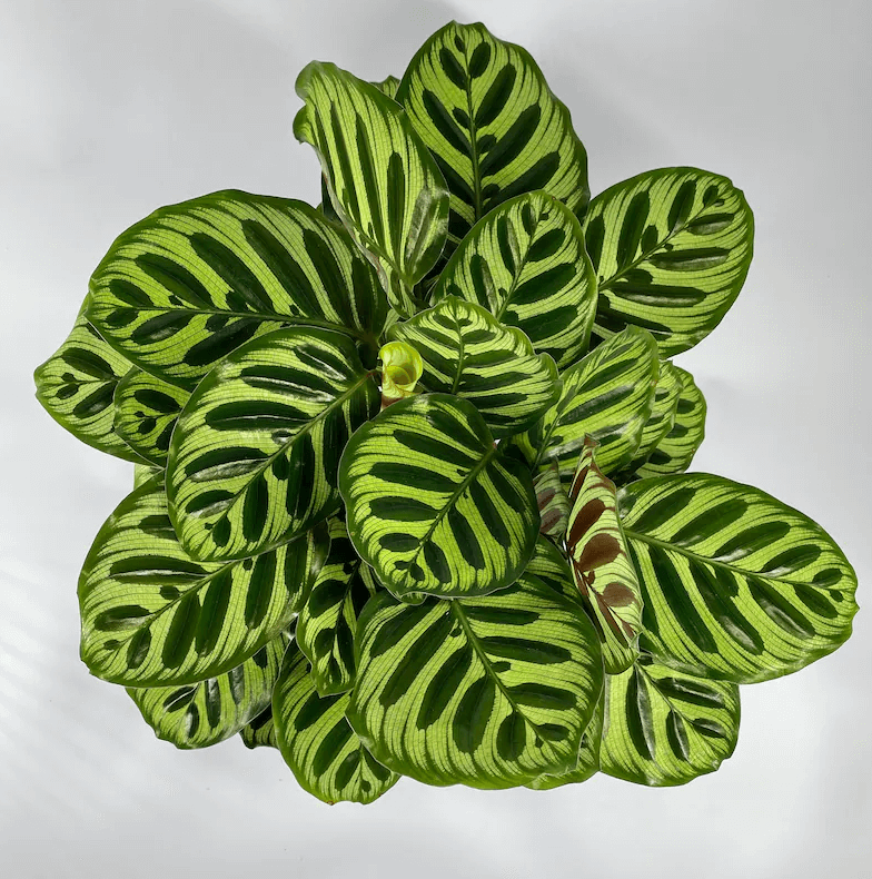 Calathea Makoyana