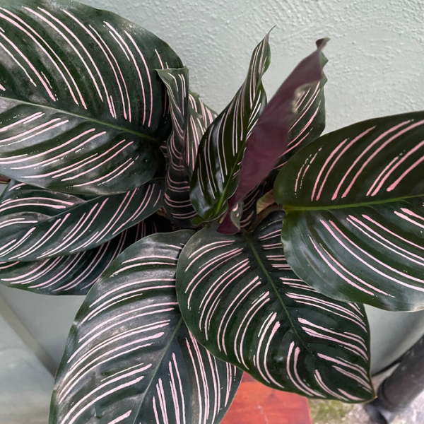 Calathea Sanderiana Ornata