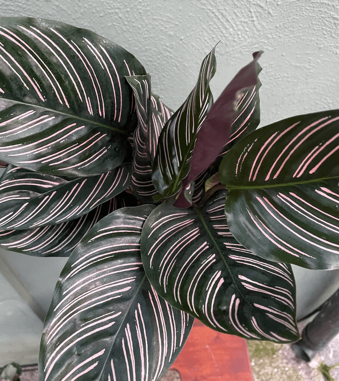 Calathea Sanderiana Ornata Plant