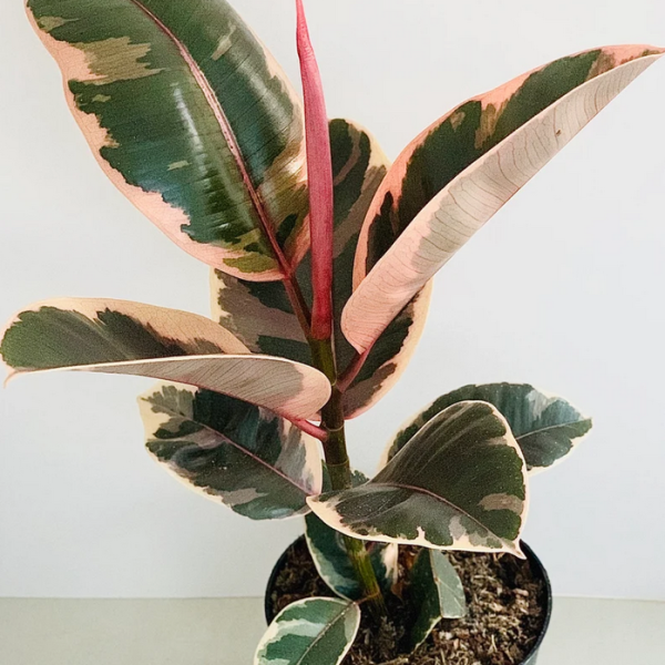 Ficus Elastica 'Belize' - Red Variegated Rubber Plant