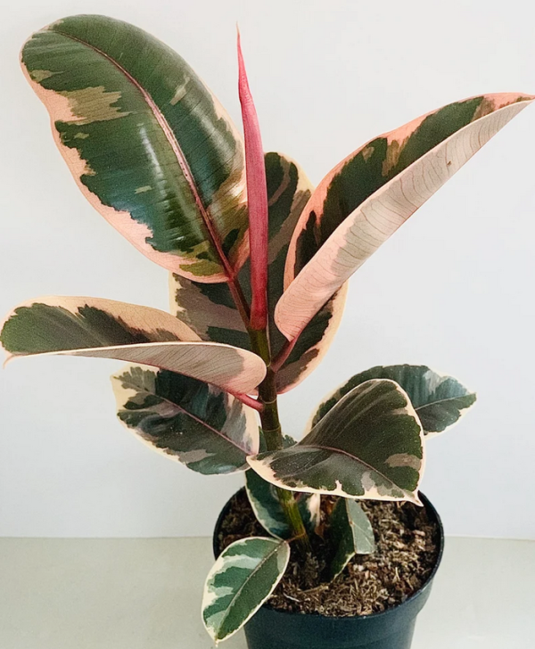 Ficus Elastica Belize