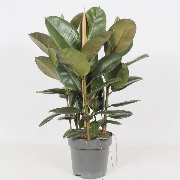 Ficus Robusta 3 Stem Rubber Plant 90 - 110cm