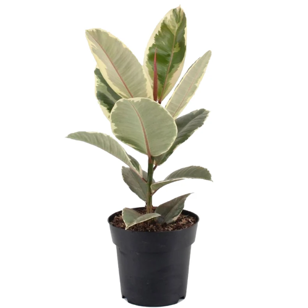 Ficus Tineke Rubber Plant 30-40cm