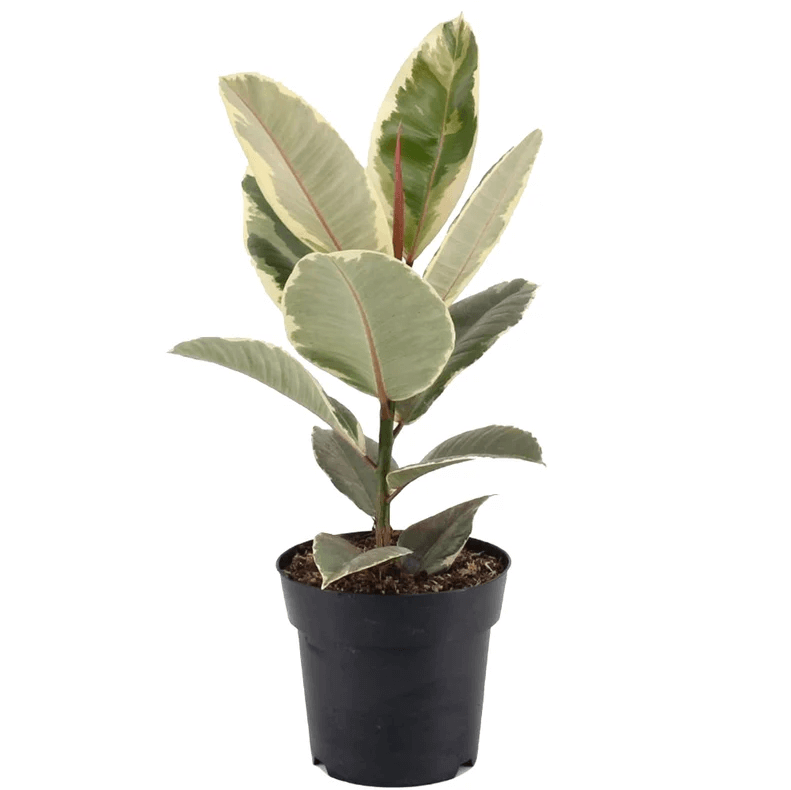 Ficus Tineke Rubber Plant