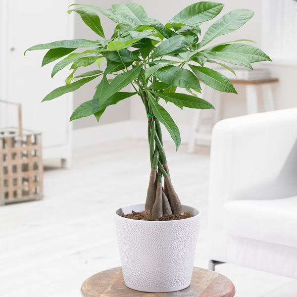 Money Tree Pachira Aquatica Plant Braided Stem