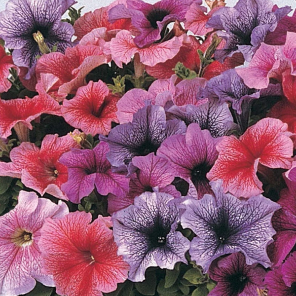 Petunia mixed seeds