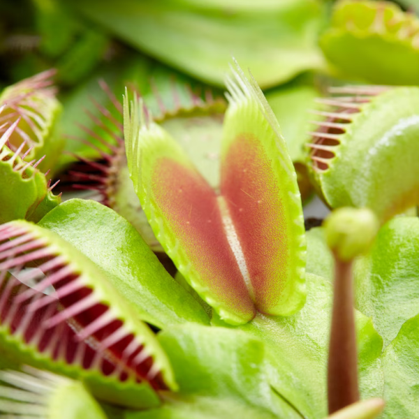 Venus Fly Trap (Carnivorous Dionea)