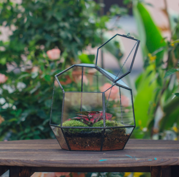 terrarium image