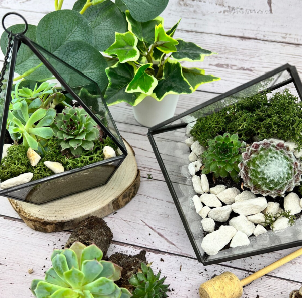 terrarium kit image