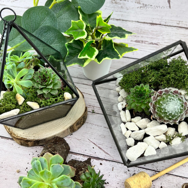 Terrarium Kit with Plants and Glass