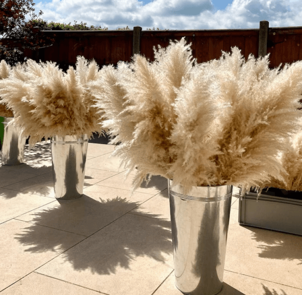 XL Pampas Grass