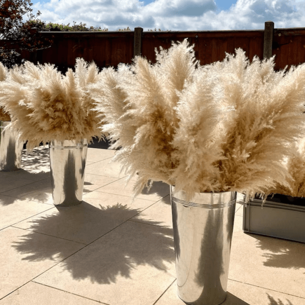 XL Pampas Grass